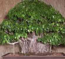 Ficus benjamina - образуването на корона