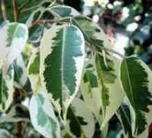 Ficus benjamina - репродукция