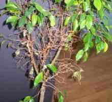 Ficus benjamina оставя нулира