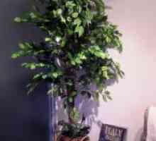 Ficus benjamina - грижи
