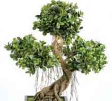 Ficus - бонсай