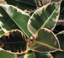 Ficus еластична: отглеждането и грижи в дома