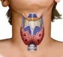 Функцията на щитовидната жлеза