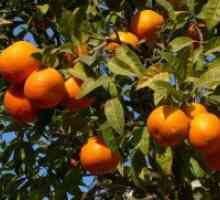Къде портокали растат?