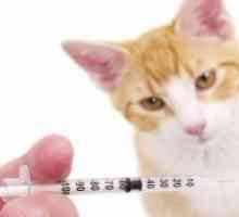 Хепатит котки