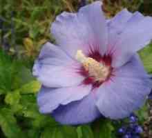 Hibiscus градина