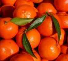 Хибридни на портокал и мандарина