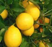 Hybrid от лимон и портокал