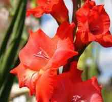 Gladioli - засаждане и грижи в открито поле