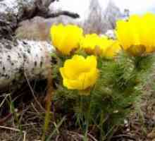 Адонис пролетта