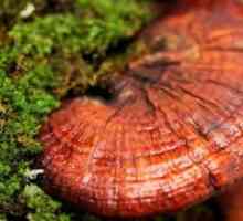 Mushroom лечение - fungoterapii на тайни