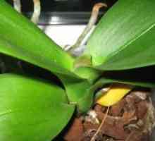 Почва за орхидеи