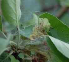 Caterpillar на ябълково дърво в интернет