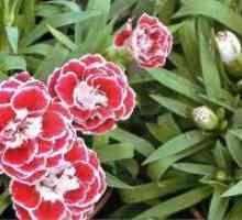 Dianthus Chinensis - расте от семена
