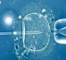 Ембриони люпене