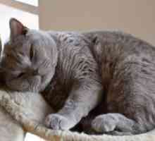 Хронична бъбречна недостатъчност при котки - Симптоми