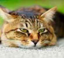 Хронична бъбречна недостатъчност при котки