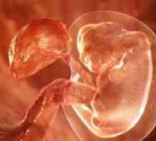 Имплантирането на ембриона - признаци