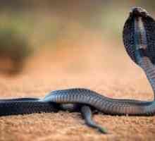 Резултатът от ухапване от черно-гърлена плюеща кобра