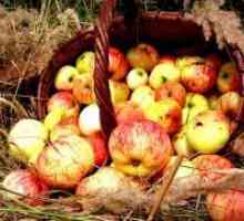Apple Feast - История на фестивала
