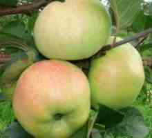 Apple Tree "герой" - описание на сорта