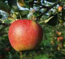 Ябълка - засаждане и грижи