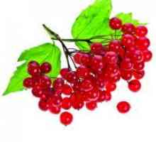 Viburnum плодове - ползи и вреди