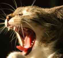 Улцерозният стоматит при котки - Лечение