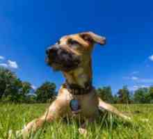Енцефалит от кърлежи при кучета - Симптоми