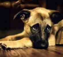 Ендометрит в кучета - симптоми и лечение