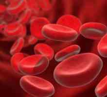 Червени кръвни телца в кръвта - в норма