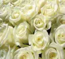 Защо се получават бели рози?