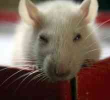 Защо мечтая за бяла мишка?
