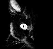 Защо сънуваш черна котка?