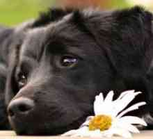 Защо сънувам черно куче?