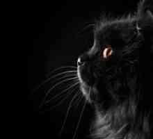 Защо сънуваш черна котка?