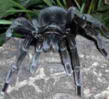 Защо сънувам черен паяк?