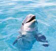 Защо мечтата на един делфин жена?