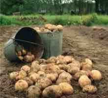 Какво мечта да копаят картофи?