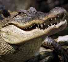 Защо сънувам един крокодил?