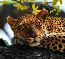 Защо сънувам леопард?