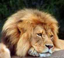 Защо мечтаем на лъв?