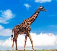 Защо сънувам жираф?