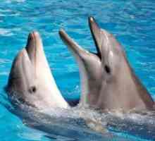 Защо мечтая за делфините?