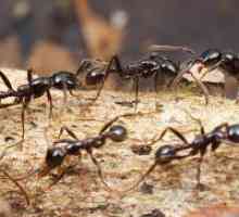 Защо мечтаят за мравките?