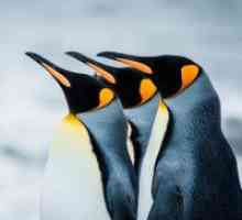 Защо мечтая за пингвини?
