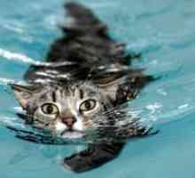 Колко често може да се къпят котките?