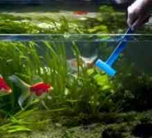 Как да се почисти аквариум у дома?