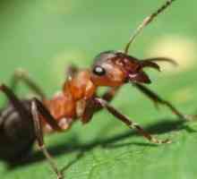 Как да се отървем от мравки в района?