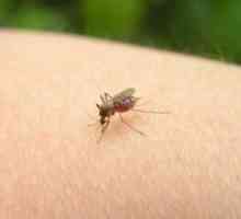Как да се отървем от ухапване от комар?